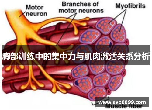 胸部训练中的集中力与肌肉激活关系分析